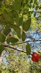 Lonicera hispidula