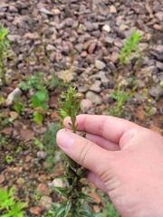 Oenothera rubricaulis