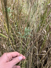 Ratibida columnifera