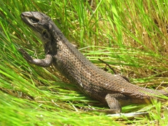 Liolaemus chiliensis