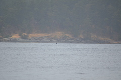 Orcinus orca