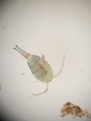 Cyclopidae