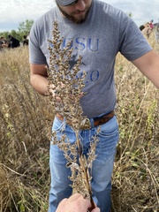Artemisia absinthium