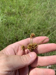Rhynchospora indianolensis