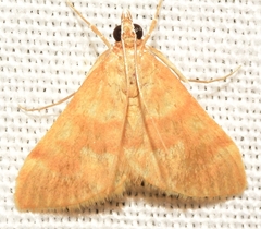 Ecpyrrhorrhoe diffusalis