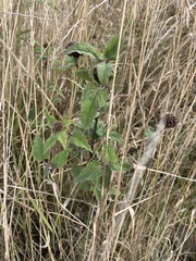 Monarda fistulosa
