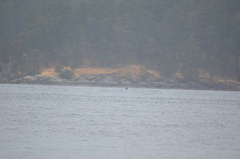 Orcinus orca