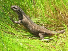 Liolaemus chiliensis