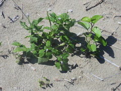 Heliotropium indicum