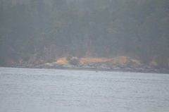 Orcinus orca