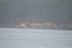 Orcinus orca