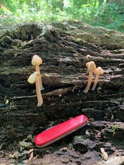 Kuehneromyces marginellus