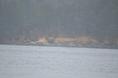 Orcinus orca