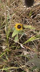 Rudbeckia hirta