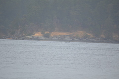 Orcinus orca