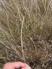 Sporobolus cryptandrus