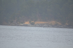 Orcinus orca