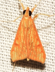 Antigastra catalaunalis