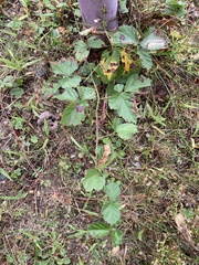 Rubus flagellaris