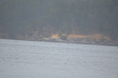Orcinus orca