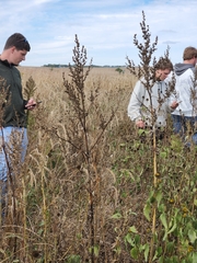 Cyclachaena xanthiifolia