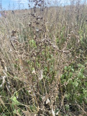 Artemisia absinthium