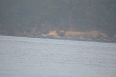 Orcinus orca