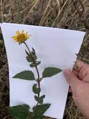 Heliopsis helianthoides
