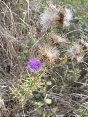 Cirsium