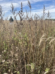 Cyclachaena xanthiifolia