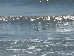 Negaprion brevirostris