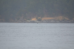 Orcinus orca