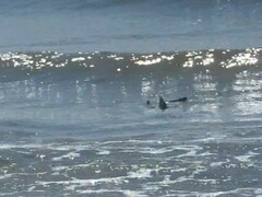 Negaprion brevirostris