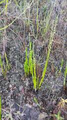 Baccharis trimera