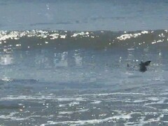 Negaprion brevirostris