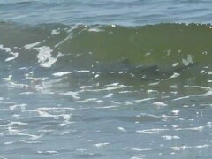 Negaprion brevirostris