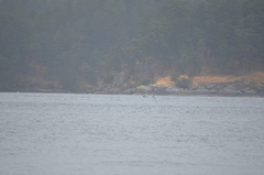 Orcinus orca