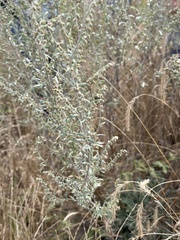Artemisia absinthium