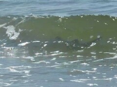 Negaprion brevirostris