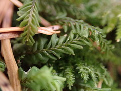 Plagiochila