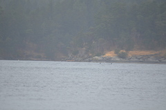 Orcinus orca