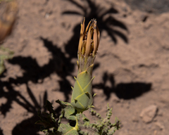 Mutisia sinuata