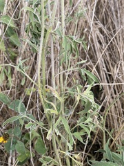 Ratibida columnifera