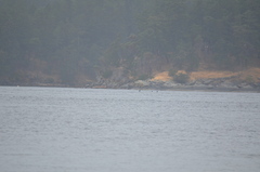 Orcinus orca