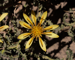 Mutisia sinuata