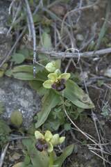 Ophrys bombyliflora