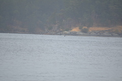 Orcinus orca