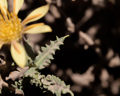 Mutisia sinuata