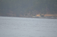 Orcinus orca