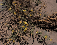 Mutisia sinuata
